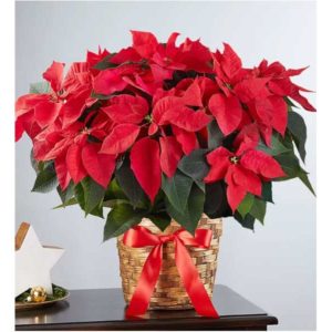 Poinsettia Plant